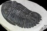 Detailed Hollardops Trilobite - Visible Eye Facets #106836-4